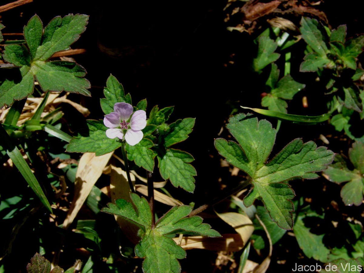 Geranium nepalense Sweet